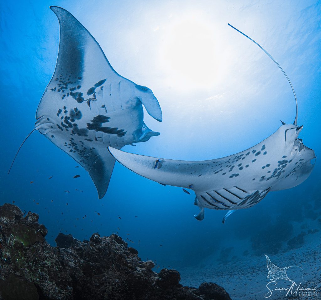 Manta Rays in Maldives