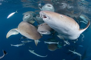 Nurse Sharks Gathering in Madlives