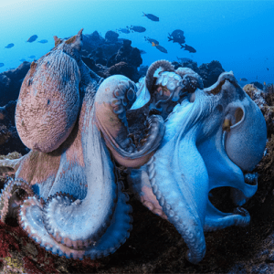 Octopus Mating