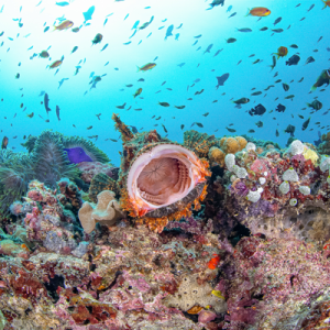 Scorpion Fish