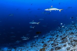 Maldives scuba diving with sharks and manta rays plus luxury yacht and resort experience by Blue Obsession Travel