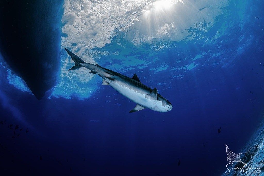 Maldives scuba diving with sharks and manta rays plus luxury yacht and resort experience by Blue Obsession Travel
