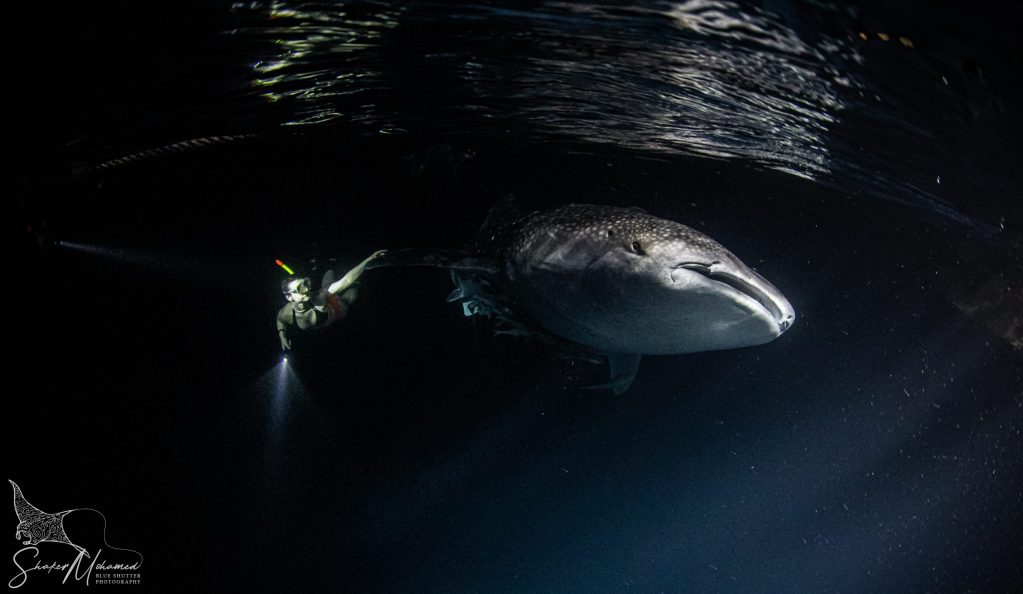 Whale shark and Diver