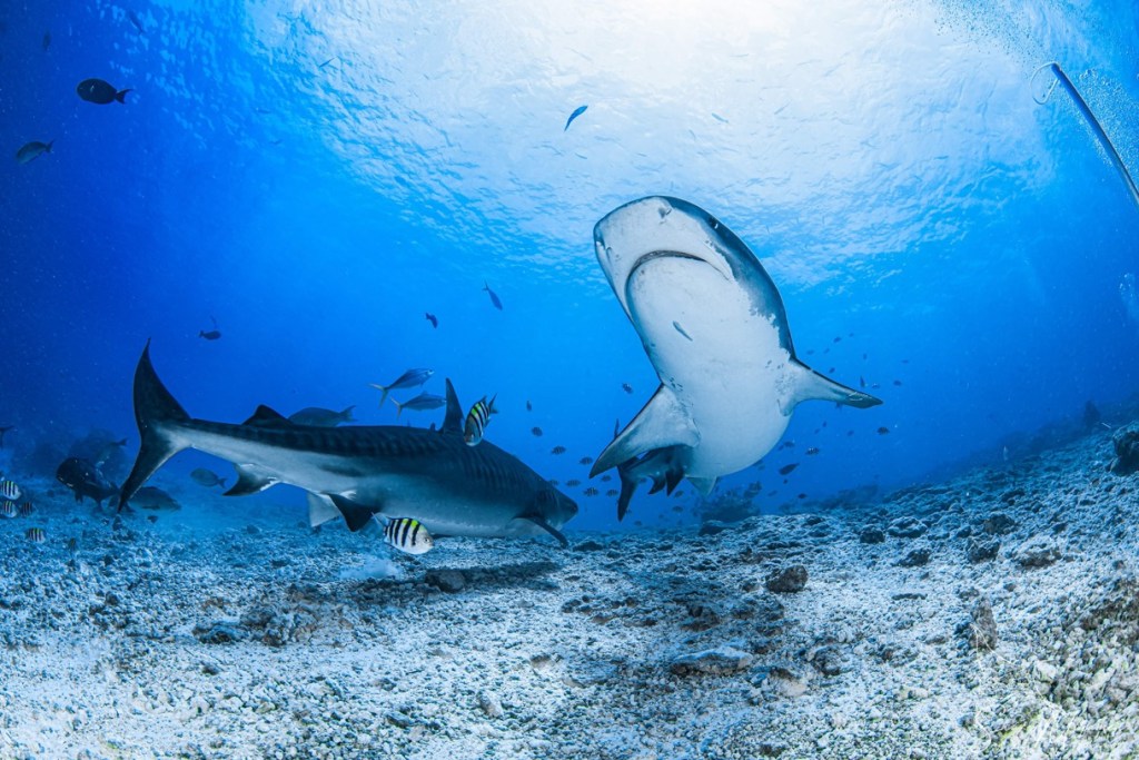 Maldives liveaboard diving with sharks, manta rays, and luxury yacht experience by Blue Obsession Travel