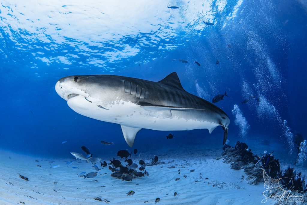 Maldives liveaboard diving with sharks, manta rays, and luxury yacht experience by Blue Obsession Travel