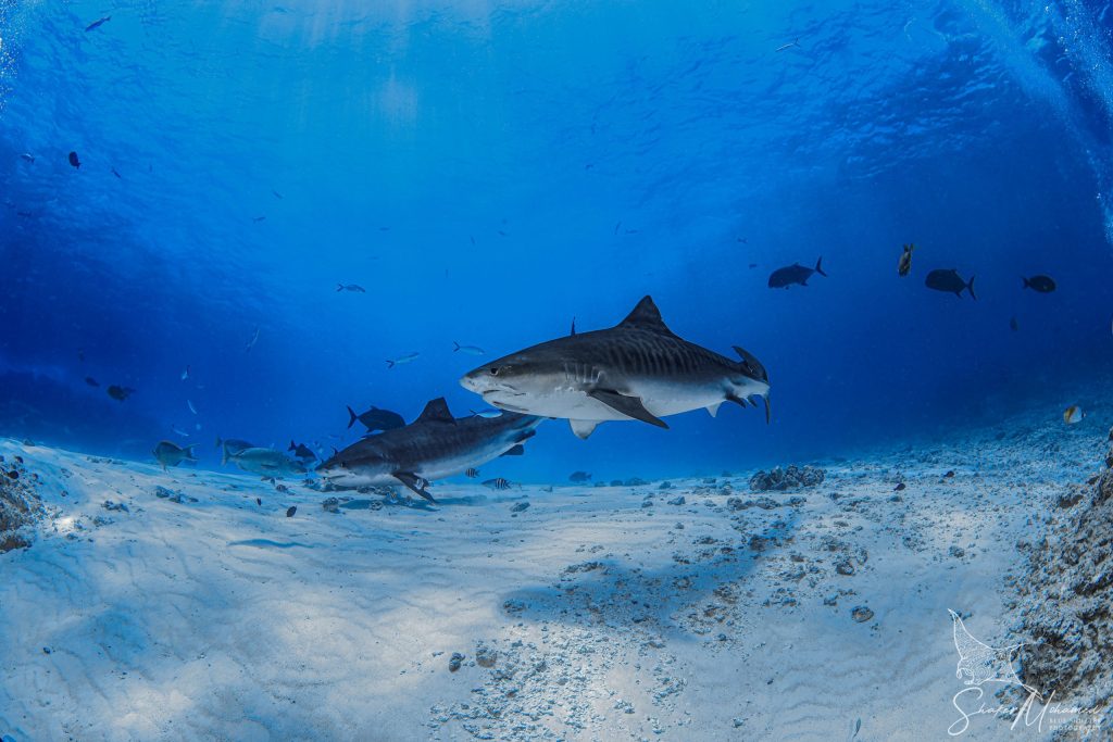 Maldives liveaboard diving with sharks, manta rays, and luxury yacht experience by Blue Obsession Travel