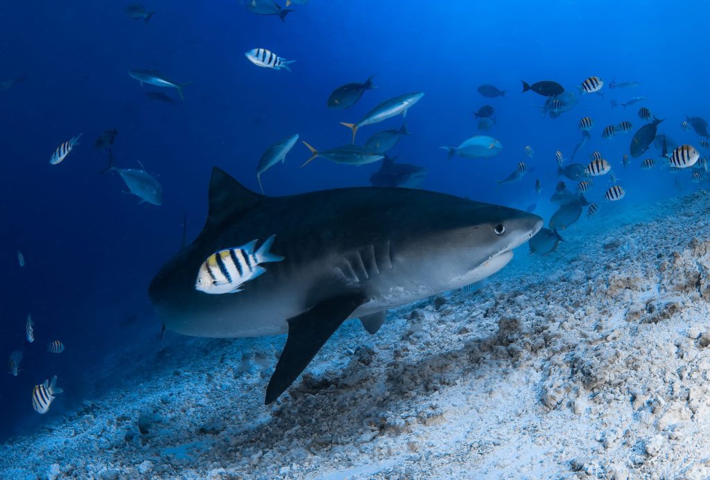 Maldives scuba diving with sharks and manta rays plus luxury yacht and resort experience by Blue Obsession Travel