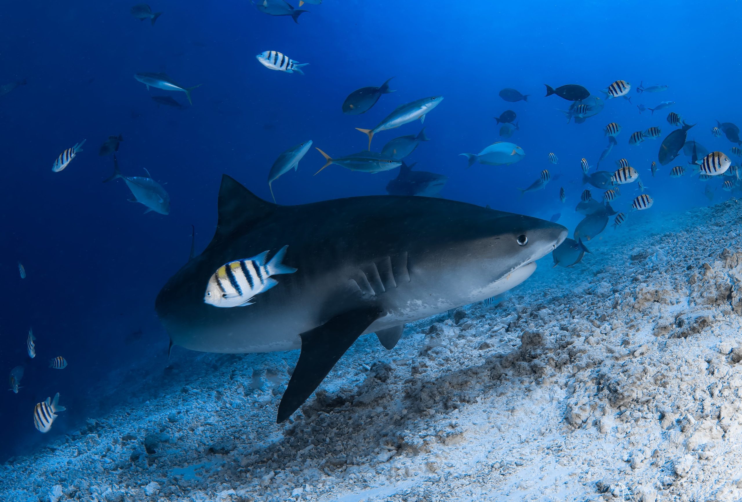 Maldives scuba diving with sharks and manta rays plus luxury yacht and resort experience by Blue Obsession Travel