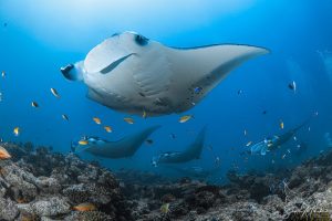 Manta Cleaning station Maldives