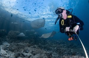 Scuba diver with reef sharks in Maldives