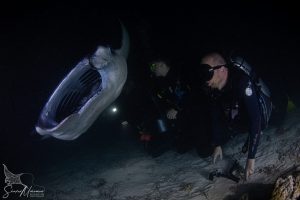 Manta ray with divers at night in Maldives