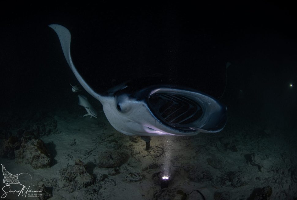 Close-up of manta ray at night dive Maldives