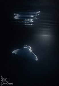 Manta ray gliding at night in Maldives