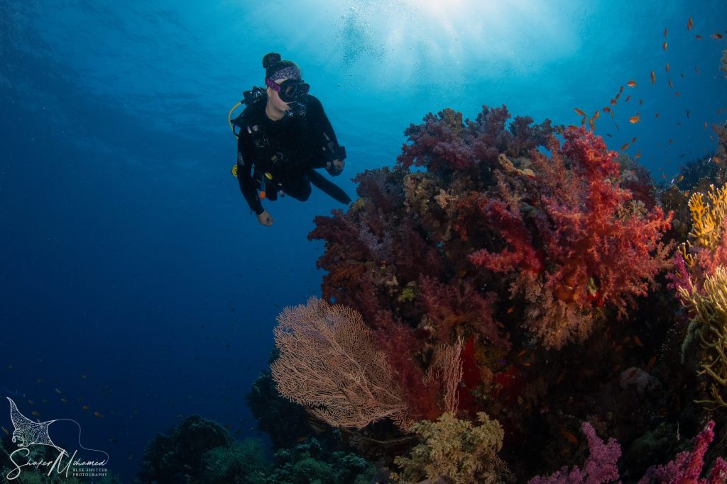 Red Sea Liveaboard