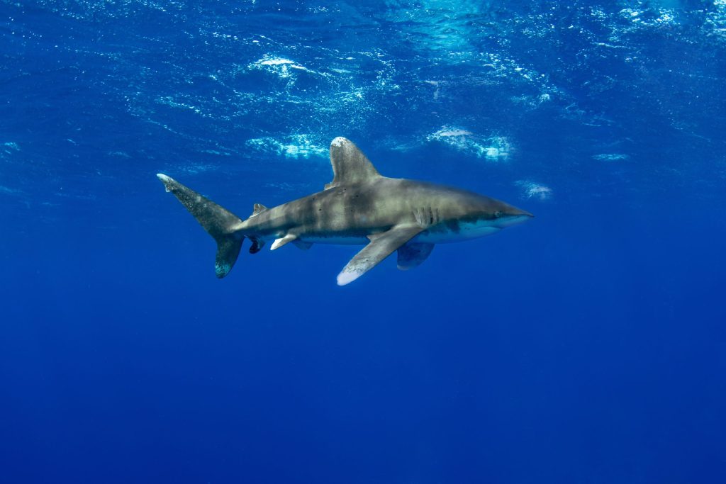 Oceanic Whitetip Egypt