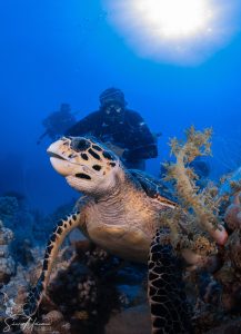 Liveaboard Red Sea Diving