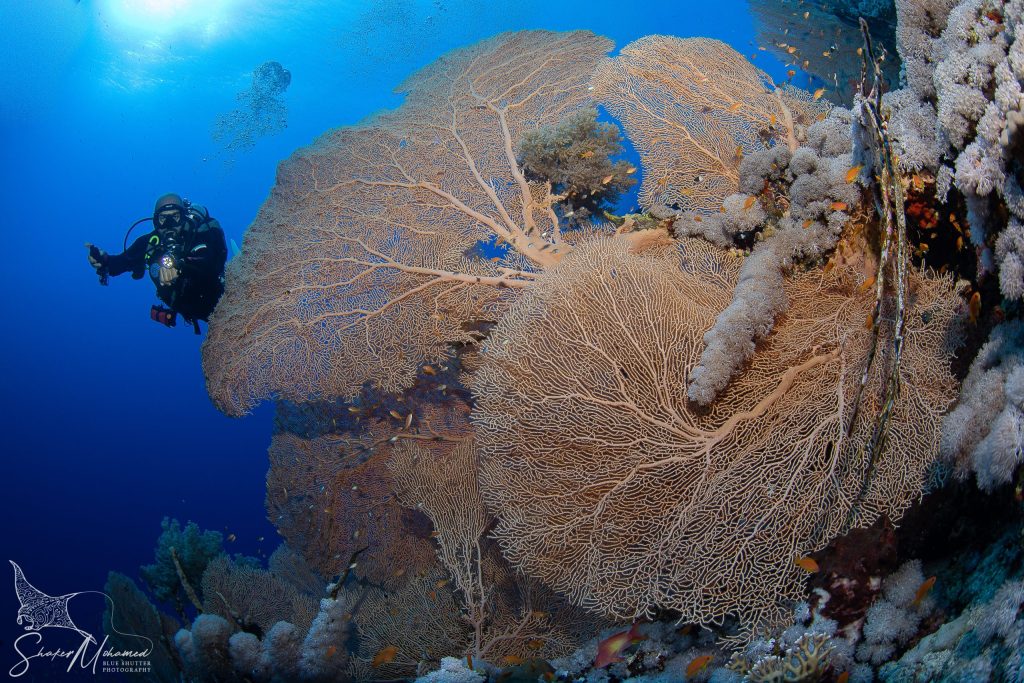 Red Sea Coral