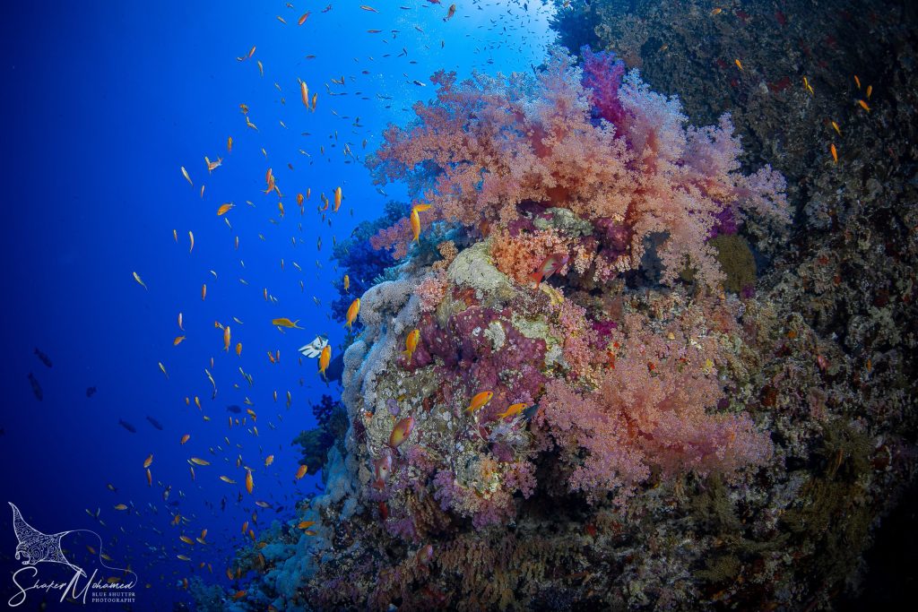 Liveaboard Diving Red Sea