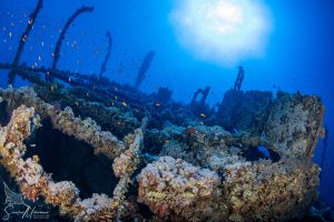 Liveaboard Diving Red Sea