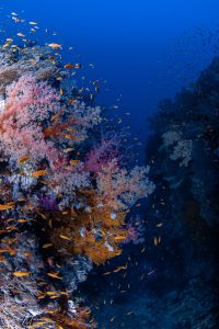 Diving in Red Sea