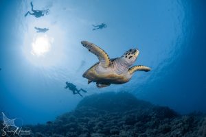 Turtle Red Sea