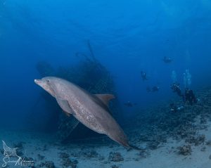 Dolphin Dive Red Sea