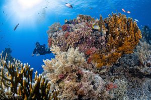 Diving Red Sea