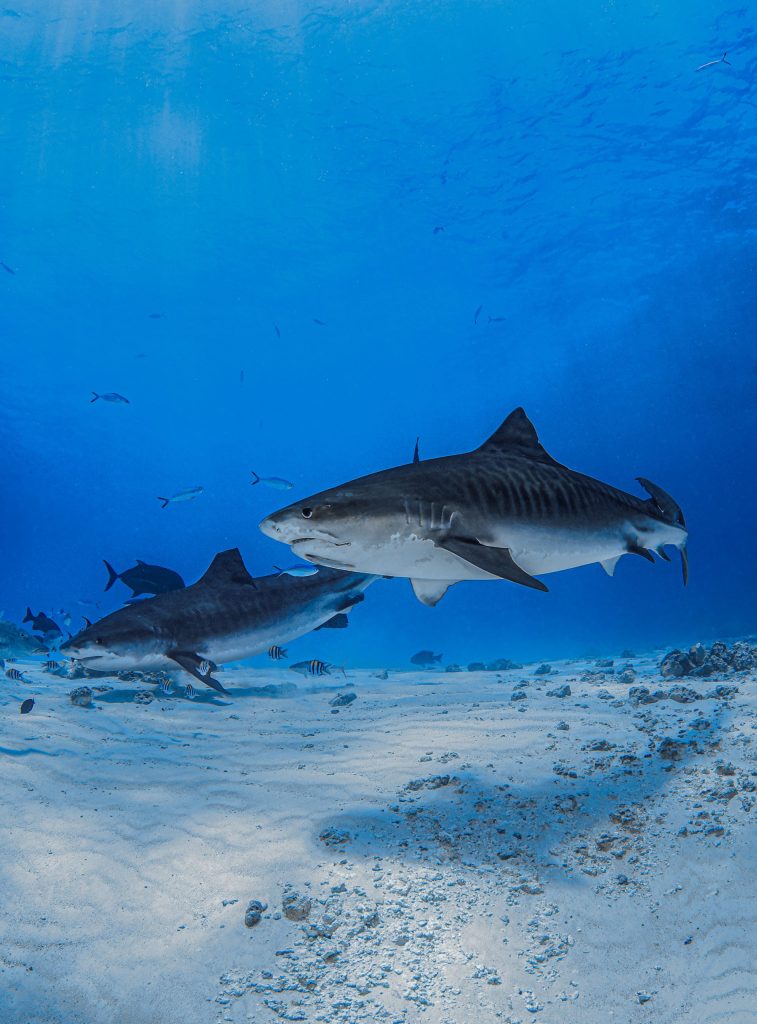 Fuvahmulah Tiger Sharks