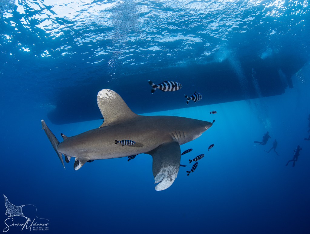 Brothers Oceanic Whitetip