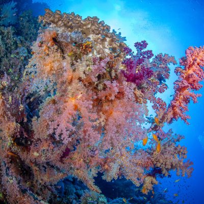 Diving on liveaboard Red Sea